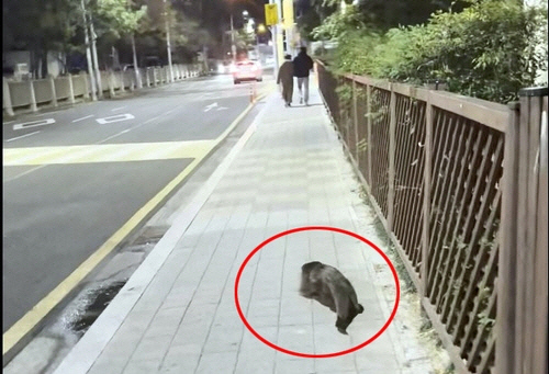 도심 한복판서 발견된 수달[독자 제공=연합뉴스]